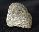 Paraspirifer bownockeri (STEWART 1927) - Bild &copy; FossNet FossilienStore